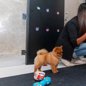 Treat Your Pet To The Ultimate Vip Experience Dubai