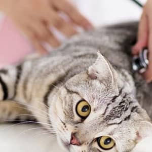 Veterinary Examination At Pet Connection Veterinary Clinic Dubai