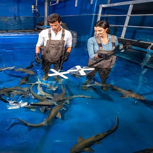 Dubai Aquarium & Underwater Zoo - Shark Trainer Encounter Experiences