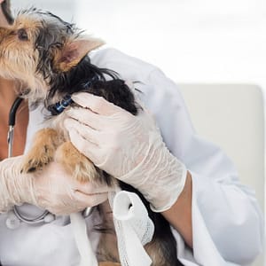 Annual Or First Vaccination Or Feline Neutering For Cats Dubai