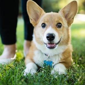 Annual Vaccination With Deworming And Grooming For Your Furry Friends Dubai