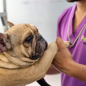 Basic Grooming Session At Pet Joy Veterinary Clinic Dubai