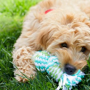 Basic Pet Grooming Abu Dhabi