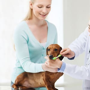 Full Dental Scaling For Pets At Pet Joy Veterinary Clinic Dubai