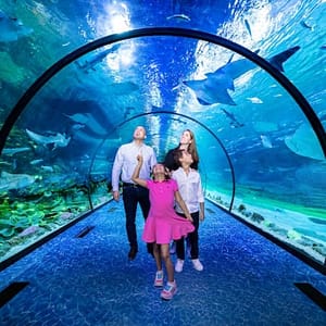 Combo: The National Aquarium Abu Dhabi & The Pixoul Gaming. at The National Aquarium Abu Dhabi