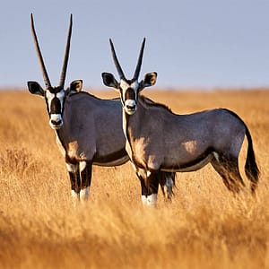 Dubai Safari Park Experiences