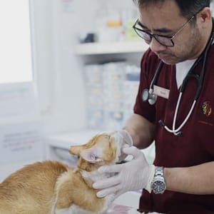 Fluff & Shine: Treat Your Pet To Luxury! Dubai