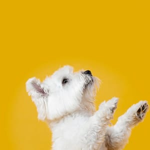 Medium Or Large Dog Package Dubai