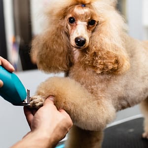 Pamper Your Pets: Basic And Full Grooming Dubai