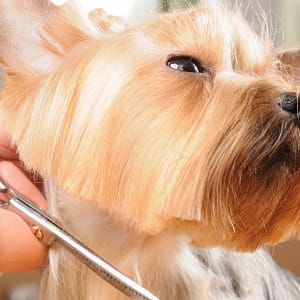 Pet - Grooming / Salon Dubai