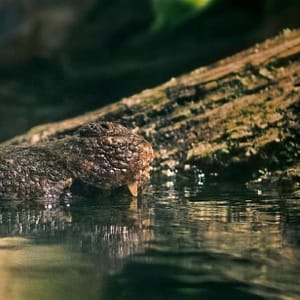 Dubai Aquarium & Underwater Zoo - King Crock Encounter - Experiences - Image 3