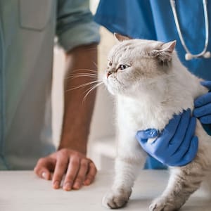 Full Check-Up W/ Optional Nail Trim & More Dubai