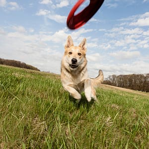 Dental Care For Cats Or Dogs Abu Dhabi