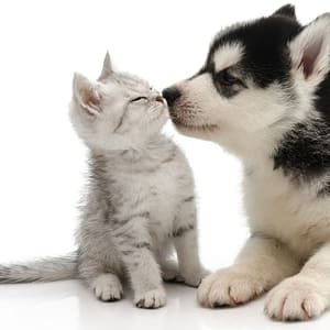 Dog/Cat Medical Check Up At Al Raha Veterinary Clinic Abu Dhabi