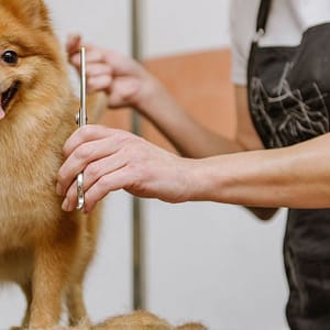 Full Grooming For Cats And Dogs To Keep Them Pampered! Dubai