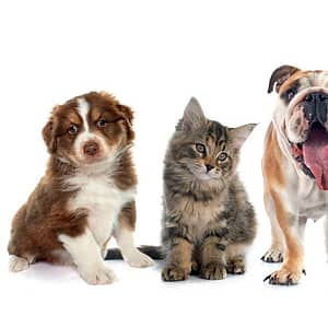 Full Grooming With Haircut At Cute Cat Veterinary Clinic Dubai