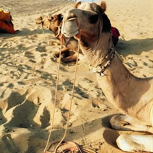 Half Day Camel Ride Agafay with Pickup at Hôtel Tazi