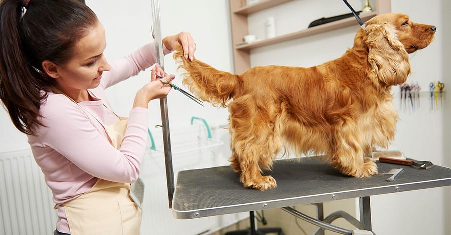 Cat Or Dog Grooming Abu Dhabi