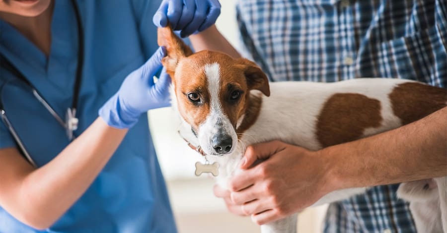 Ensure Your Pets Health With Annual Vaccination For Cat Or Dog! Dubai
