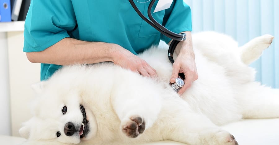 Medical Checkup And Anti-Flea Medication Or Deworming For Pets Dubai