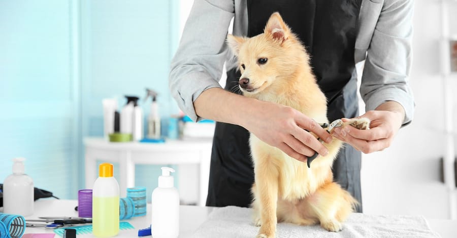 Pamper Your Furry Friends With Top-Notch Grooming For Dogs And Cats! Dubai