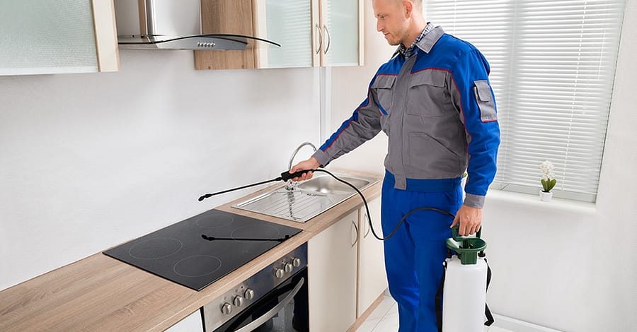 Pest Control Service Abu Dhabi