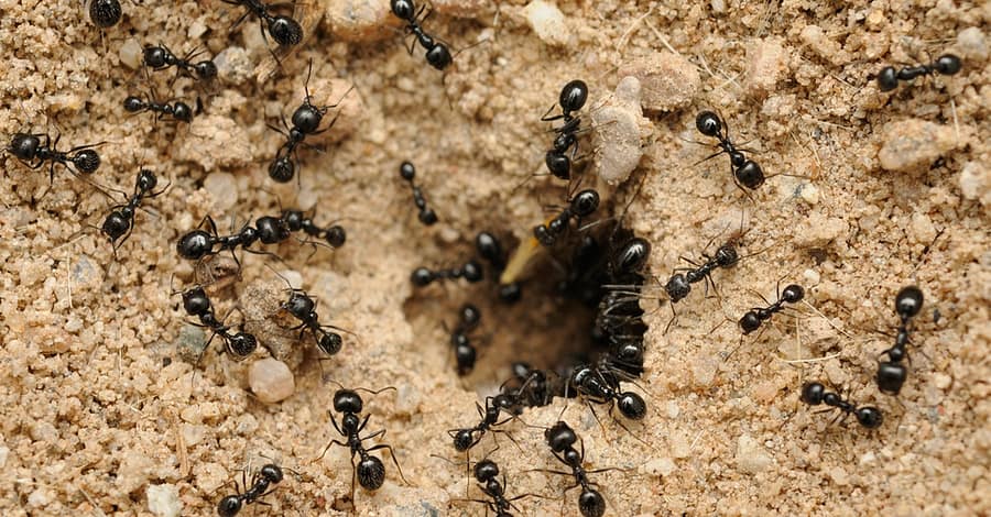 Pest Control Service - General Dubai