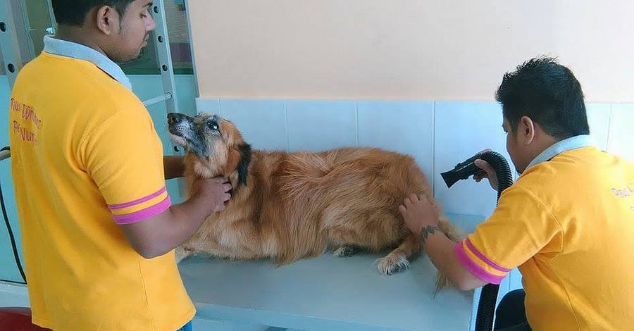 Full Grooming For A Cat Or Dog At Paws & Whiskers Pets Nursery Dubai