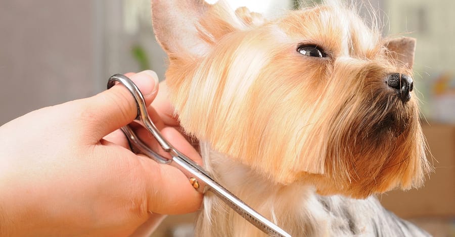 Pet - Grooming / Salon Dubai