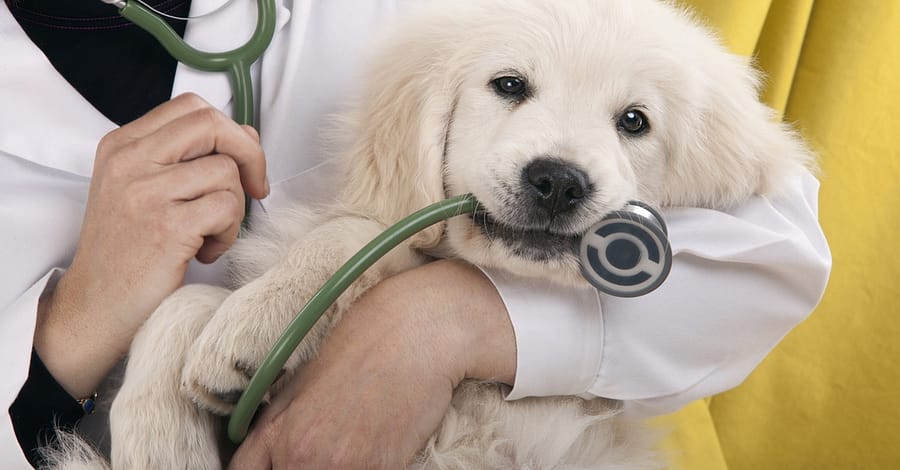 Veterinary Services For A Dog Or Cat At Zoo Veterinary Clinic Abu Dhabi