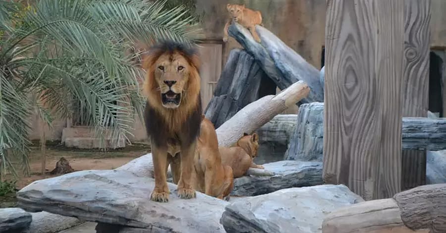 Dive Into Fun: Zoo Entrance With Activity And Aed 50/100/200 Voucher Abu Dhabi