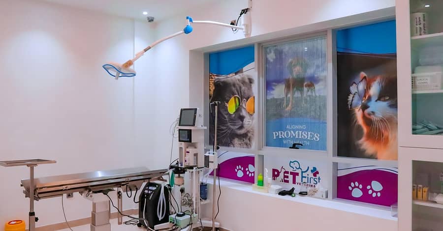 Dog / Cat Grooming From Best Veterinary Clinic In The Uae Award Winner Dubai