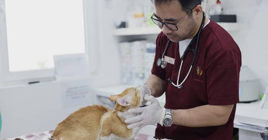 Fluff & Shine: Treat Your Pet To Luxury! Dubai