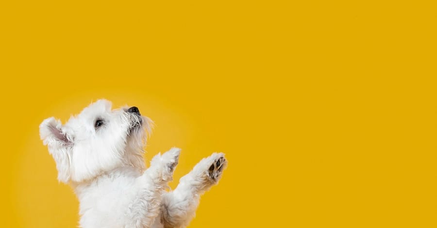 Medium Or Large Dog Package Dubai