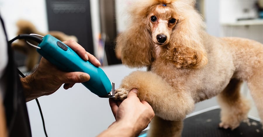 Pamper Your Pets: Basic And Full Grooming Dubai