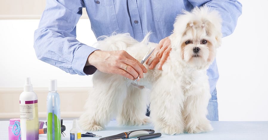 Pet - Grooming / Salon Dubai