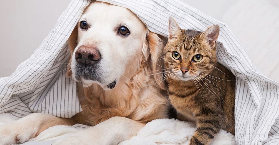 Specialized Veterinary Care With Surgery And Collar Included For Pets Sharjah & N. Emirates