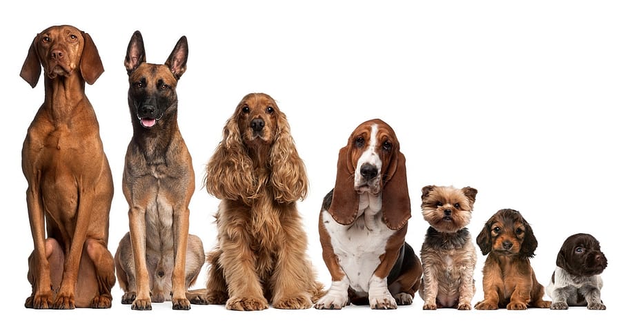 Up To 0% Off On At Al Raha Veterinary Clinic Abu Dhabi