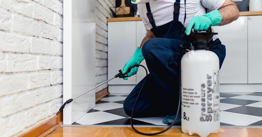 Up To 48% Off On At Bugxen Pest Control And Cleaning Services Llc Dubai