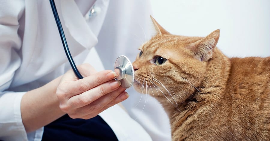 Vet Dubai