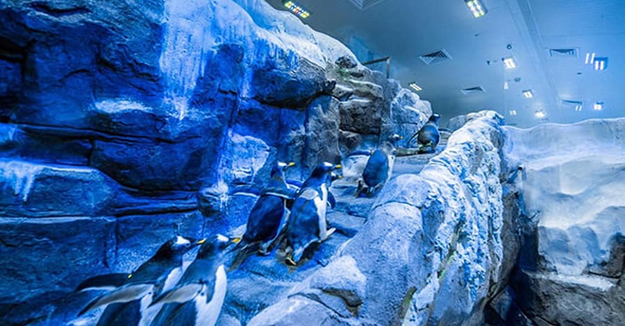 Underwater Zoo And Penguin Cove Dubai