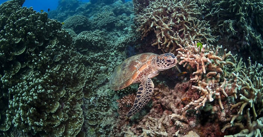 Scuba Or Fujairah Diving Or Snorkeling At Goblin Diving Center Dubai