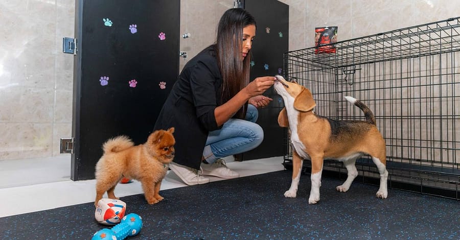 Treat Your Pet To The Ultimate Vip Experience Dubai