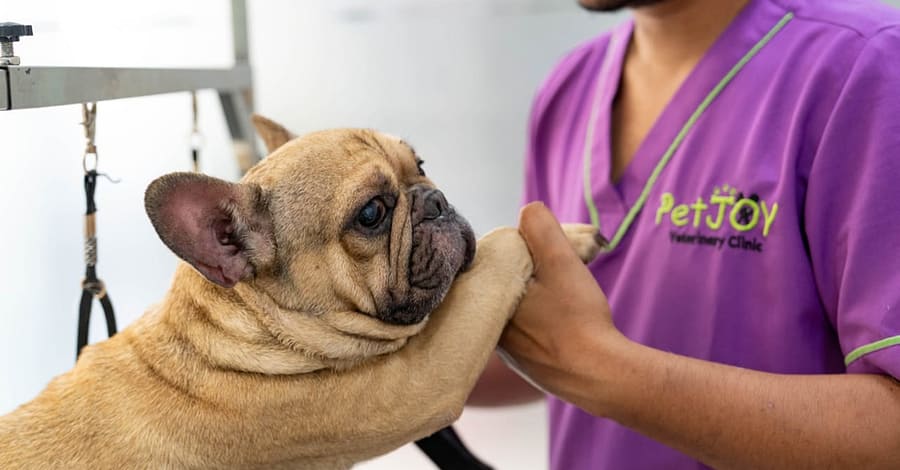 Basic Grooming Session At Pet Joy Veterinary Clinic Dubai