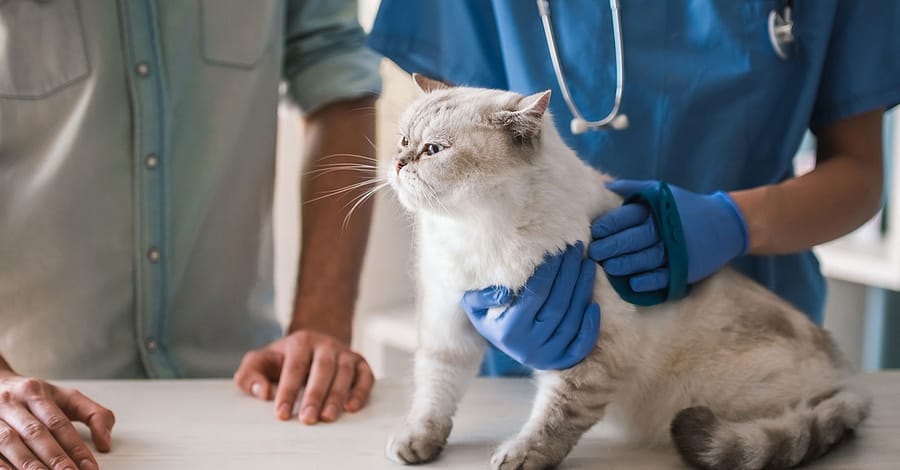 Full Check-Up W/ Optional Nail Trim & More Dubai