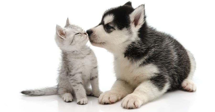 Dog/Cat Medical Check Up At Al Raha Veterinary Clinic Abu Dhabi