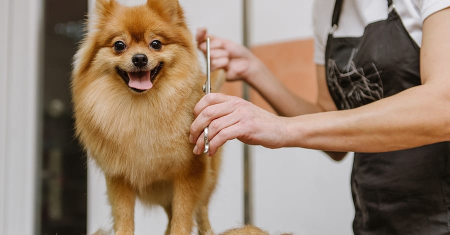 Full Grooming For Small
