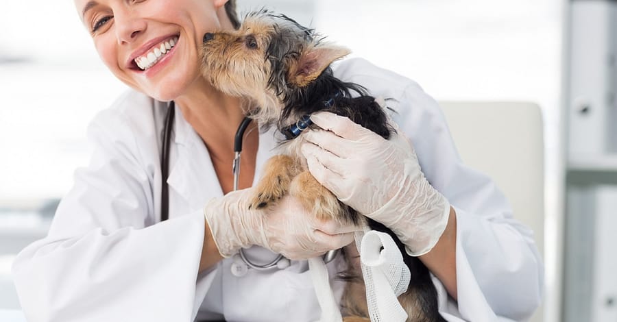 Annual Or First Vaccination Or Feline Neutering For Cats Dubai