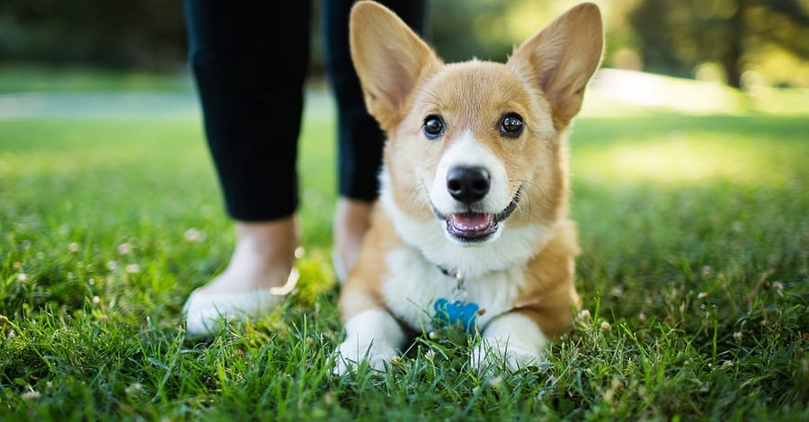 Annual Vaccination With Deworming And Grooming For Your Furry Friends Dubai