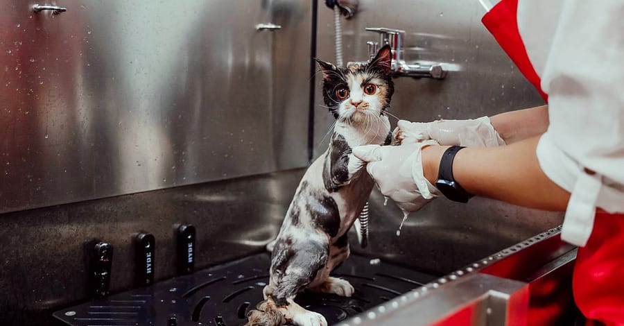 Basic Or Full Grooming For Cats Or Dogs At Pets Habitat Dubai